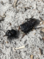 Archodontes melanopus