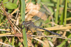 Phanogomphus descriptus