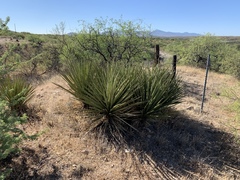 Yucca baccata brevifolia