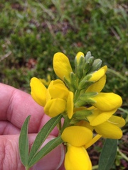 Thermopsis