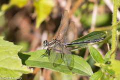 Phanogomphus descriptus