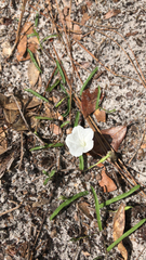 Stylisma patens angustifolia