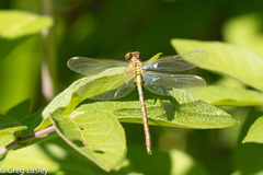 Stylogomphus albistylus
