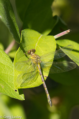 Stylogomphus albistylus
