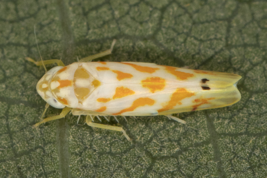 Eratoneura acantha