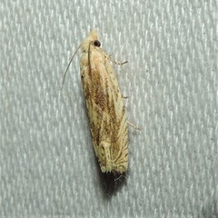 Eucosma olivaceana