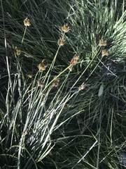 Carex leporina
