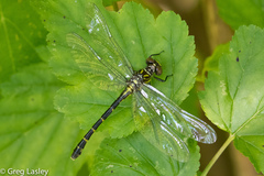 Stylogomphus albistylus