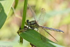 Phanogomphus descriptus