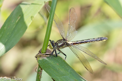 Phanogomphus descriptus