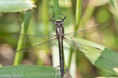 Phanogomphus descriptus