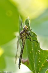 Phanogomphus descriptus
