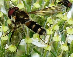 Leucozona laternaria