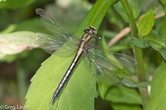 Phanogomphus descriptus