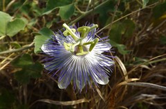 Passiflora arida