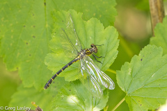 Stylogomphus albistylus