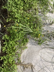 Helianthus debilis image