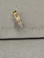 Ptecticus trivittatus