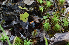Nicrophorus hebes