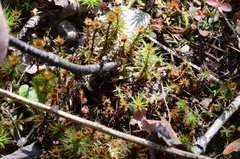 Nicrophorus hebes