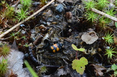 Nicrophorus hebes
