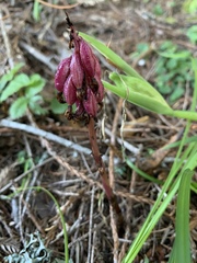 Corallorhiza striata