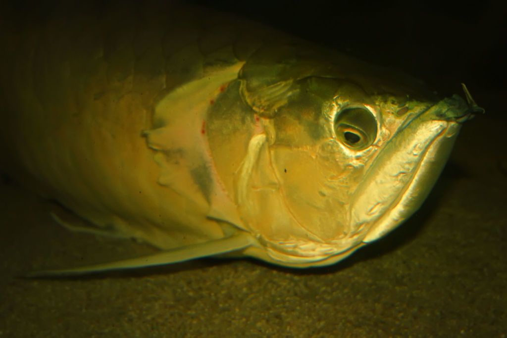 Arowanas