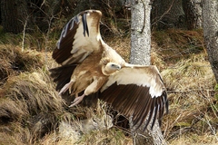 Himalayan Griffon photo 2