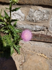 Carduus nutans