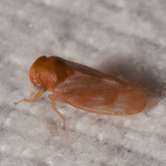 Oncopsis minor