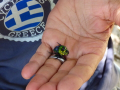 Sulcophanaeus imperator