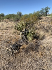 Yucca baccata brevifolia