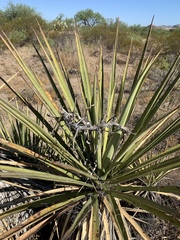 Yucca baccata brevifolia
