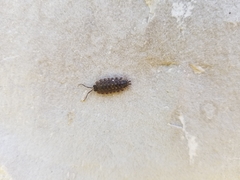 Porcellio spinicornis