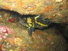 China Rockfish photo 2