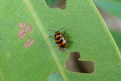 Cryptocephalus trifasciatus