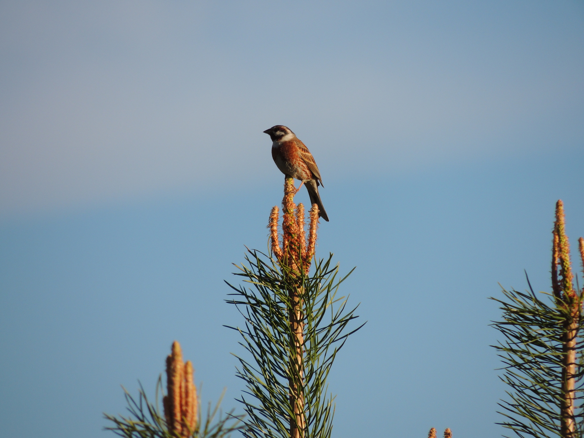 Pine Bunting