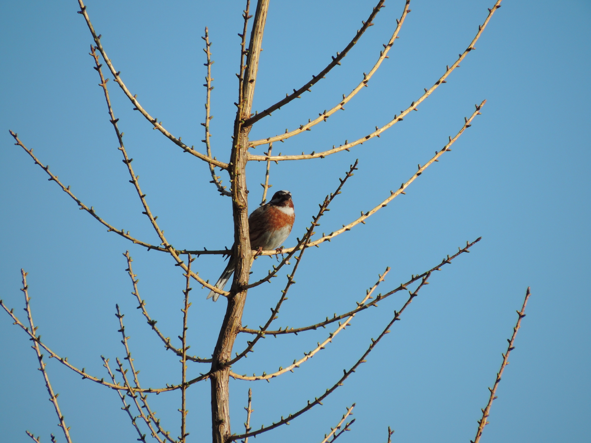 Pine Bunting
