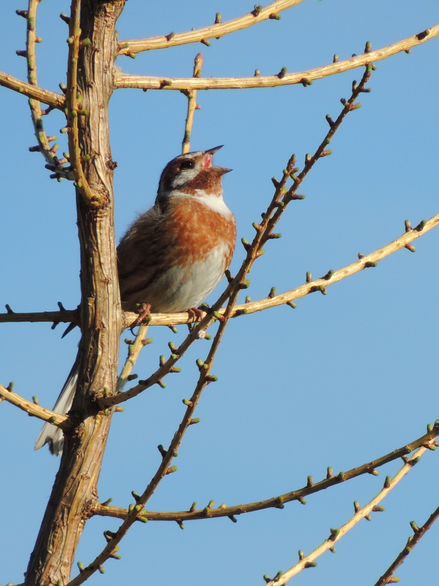 Pine Bunting