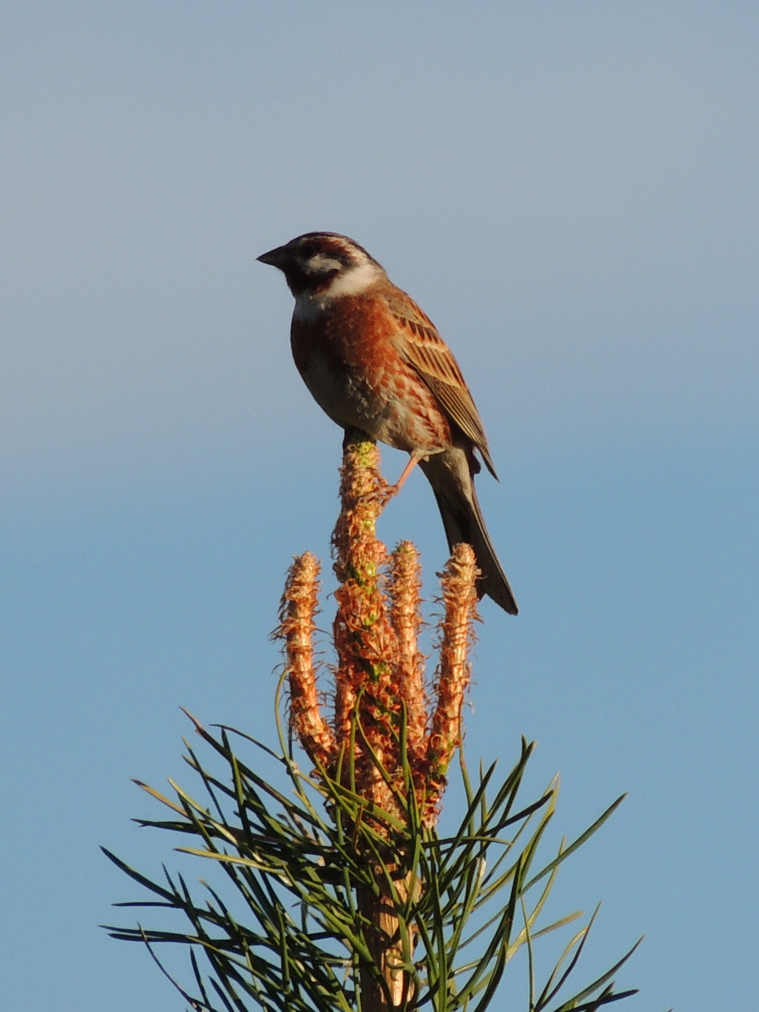 Pine Bunting