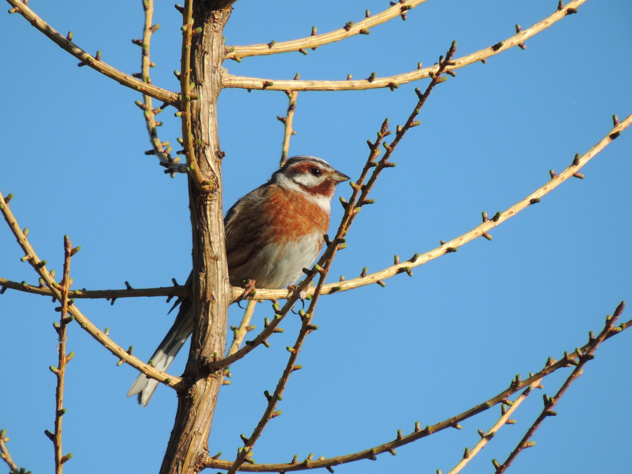 Pine Bunting