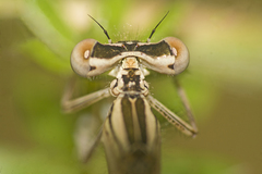 Platycnemis