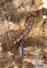 Lithobius
