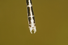 Platycnemis