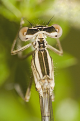 Platycnemis