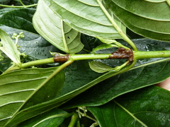 Gaertnera paniculata