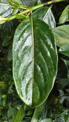 Gaertnera paniculata