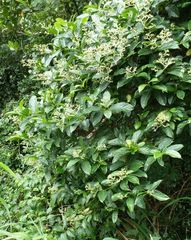 Gaertnera paniculata