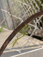 Hierodula membranacea