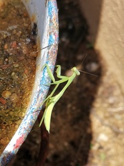 Hierodula membranacea